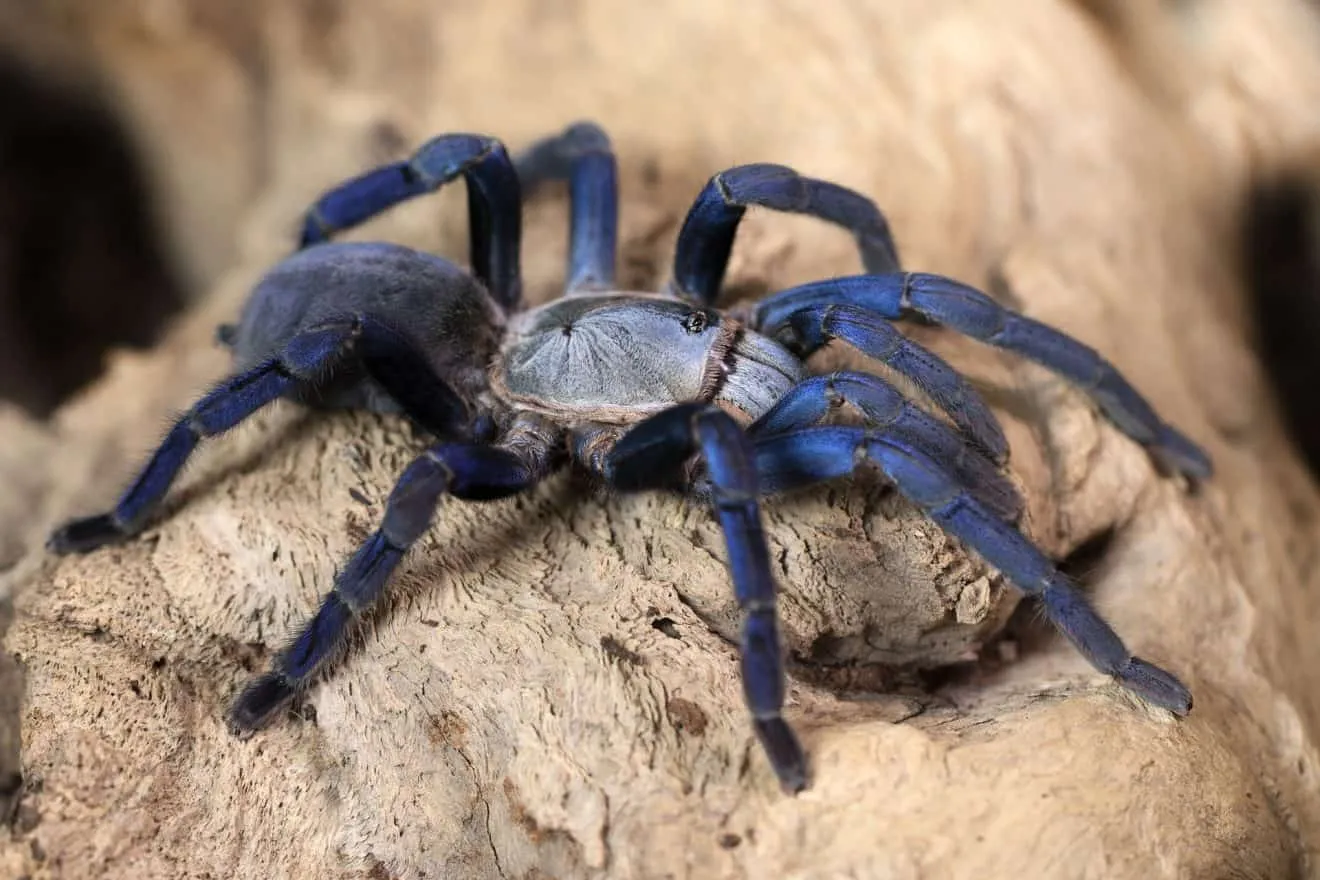 19628 tarantula 4 wheeler size