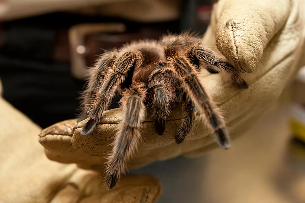 /img/19628-tarantula-4-wheeler-support.webp