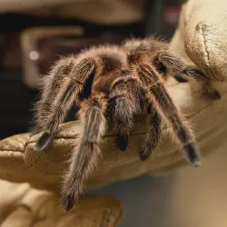 /img/19628-tarantula-4-wheeler-support.webp