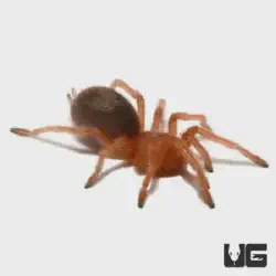 /img/19629-rose-hair-tarantula-handling.webp