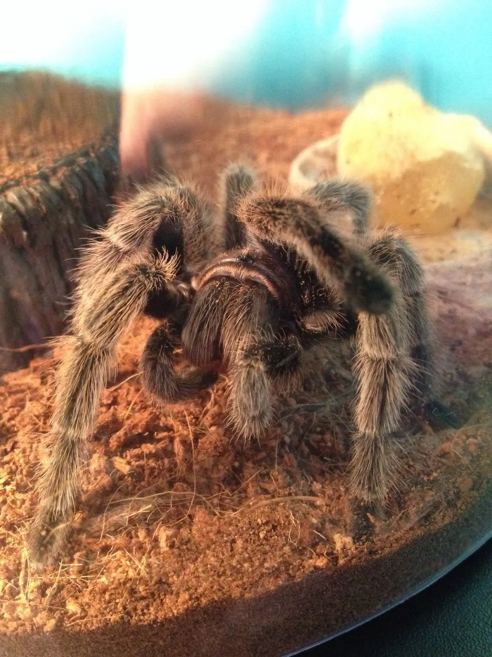 19629 rose hair tarantula morph