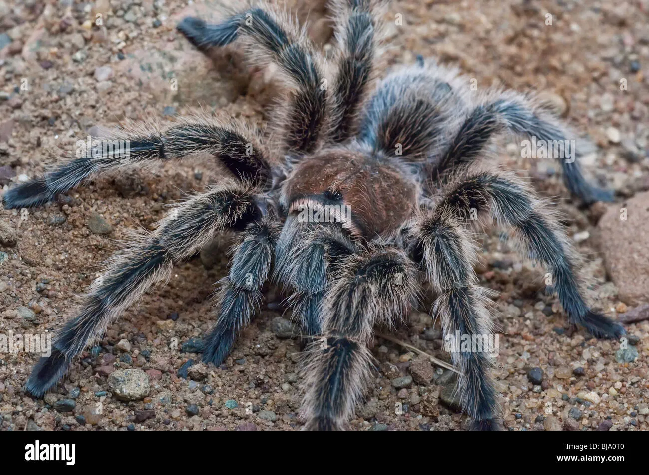 19629 rose hair tarantula price