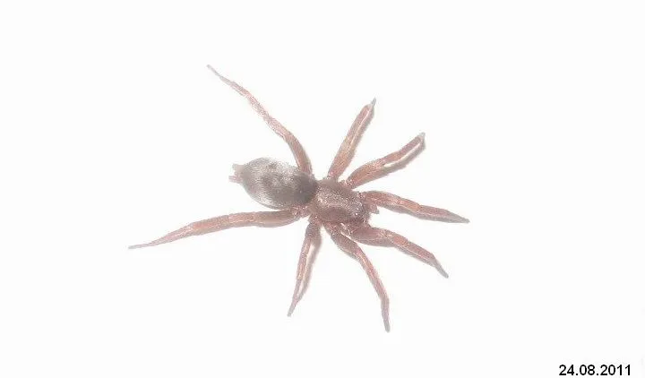 19630 long tailed tarantula spider characteristics