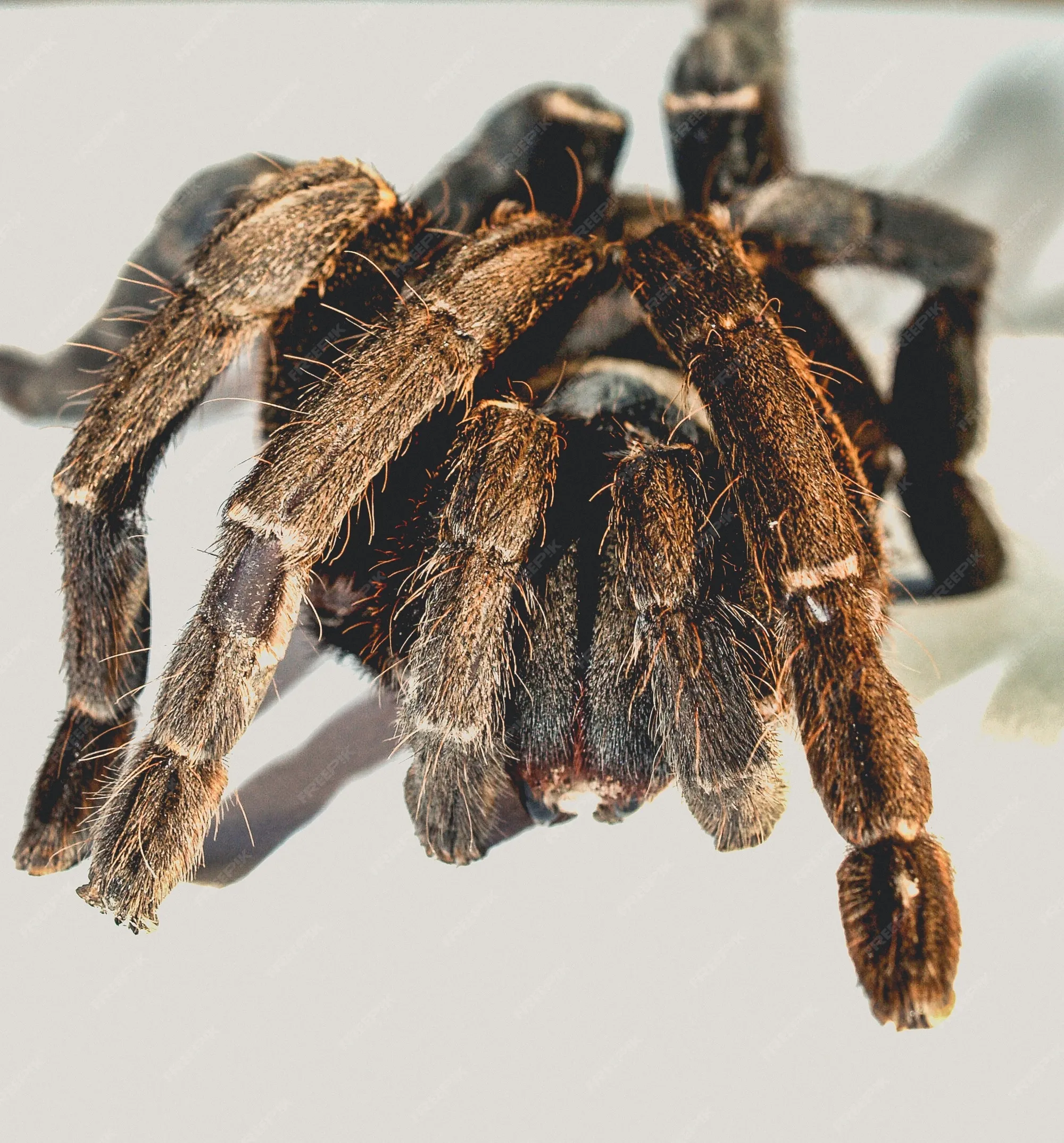 19630 long tailed tarantula spider conservation