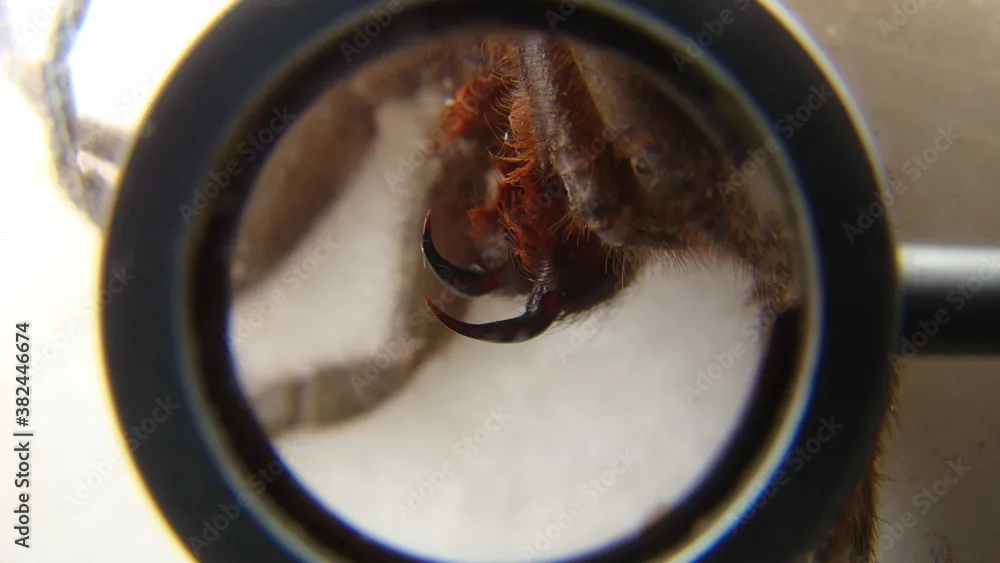 19630 long tailed tarantula spider egg sac