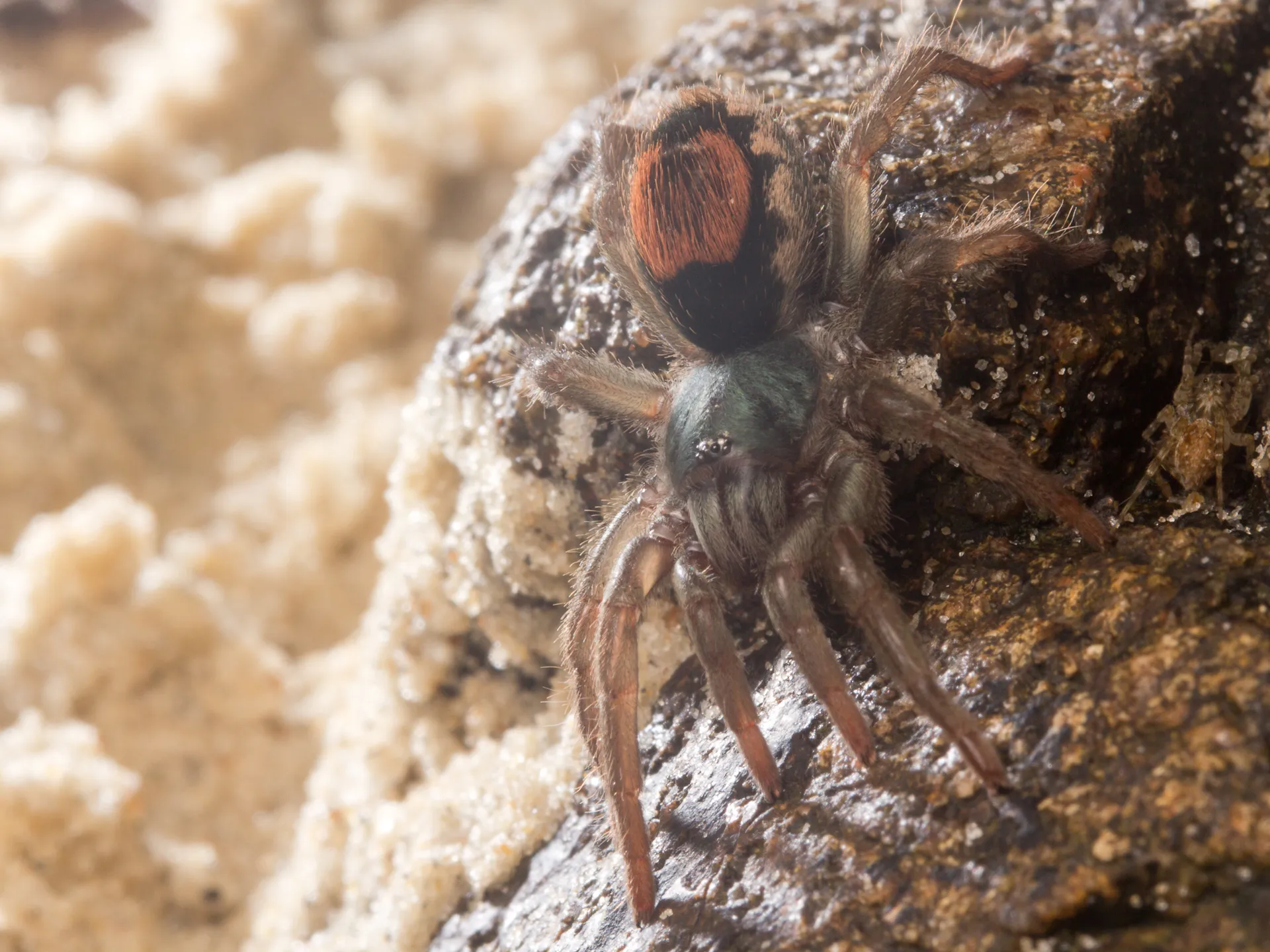 19630 long tailed tarantula spider hunting