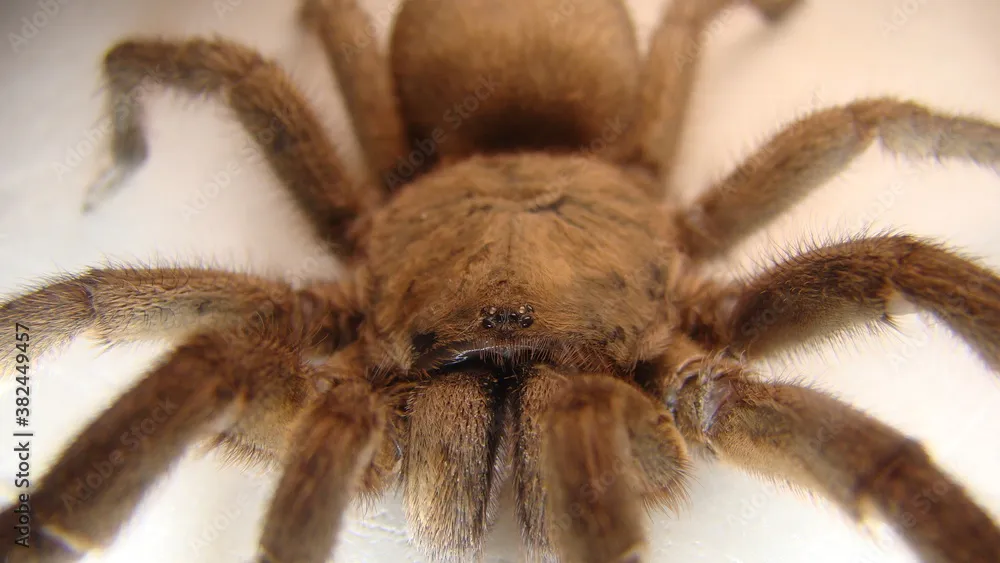 19630 long tailed tarantula spider mating