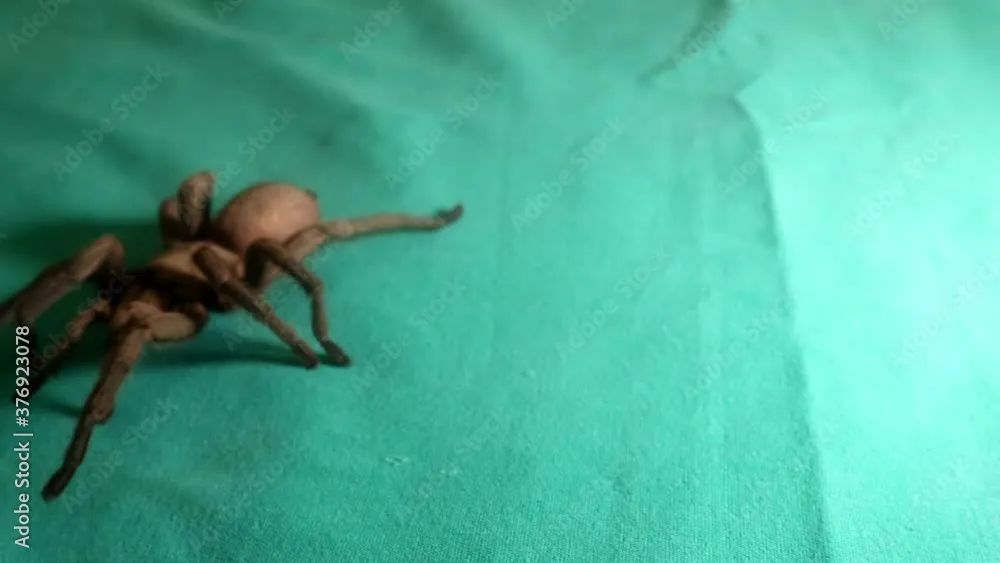 /img/19630-long-tailed-tarantula-spider-pet.webp