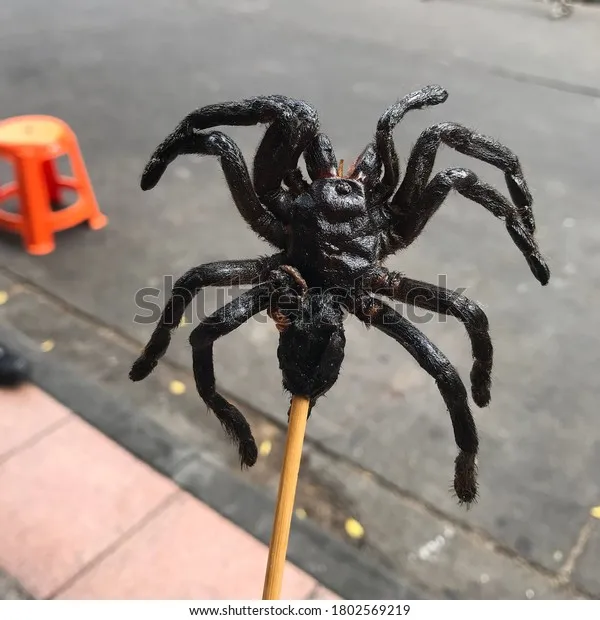 19631 tarantula close up