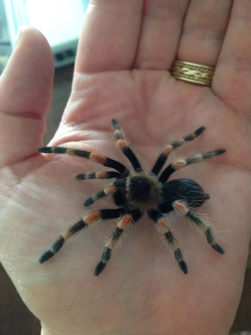 19632 baby tarantula feeding