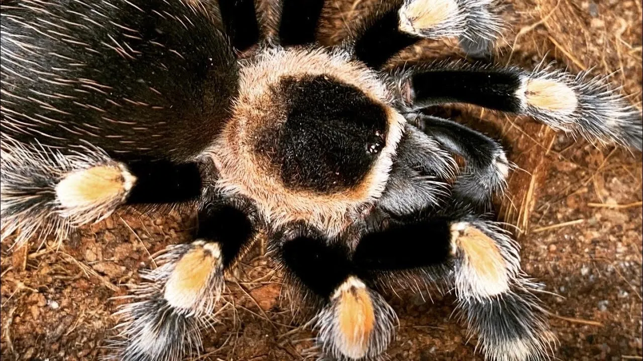 19632 baby tarantula overview