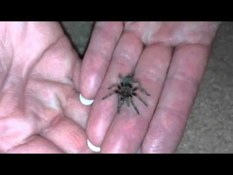 19632 baby tarantula substrate