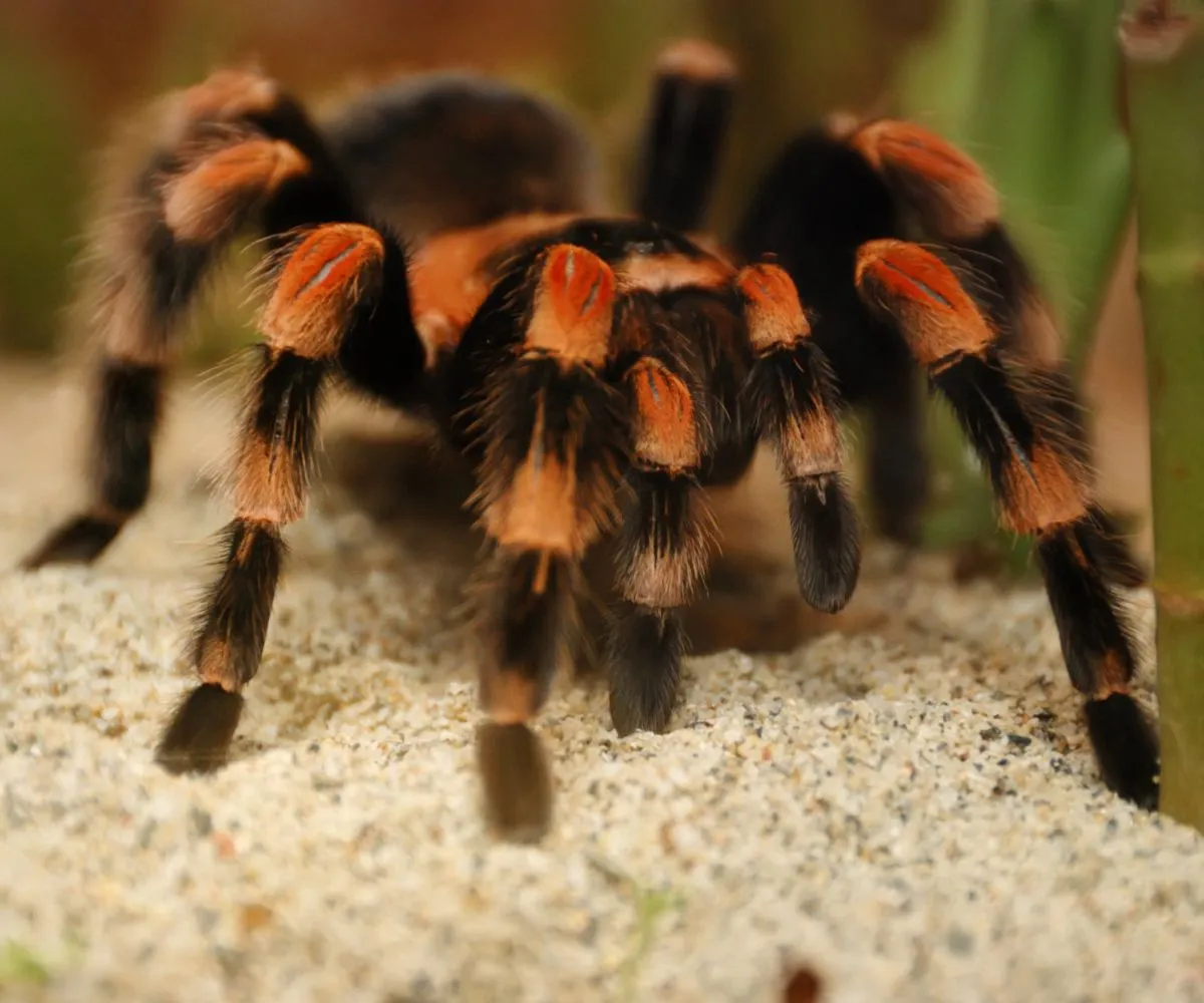 /img/19632-growing-tarantula.webp
