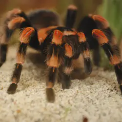 /img/19632-growing-tarantula.webp