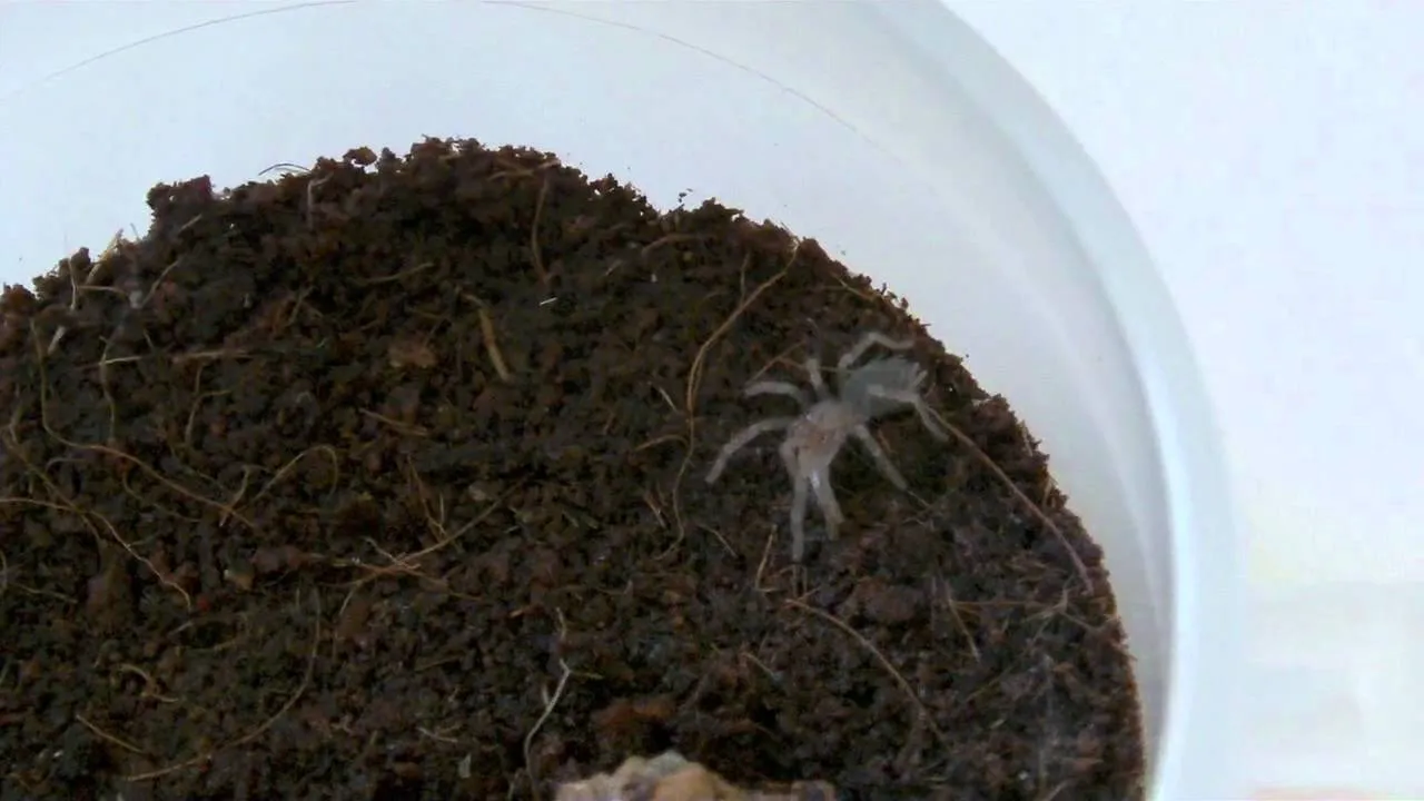 19632 tarantula enclosure