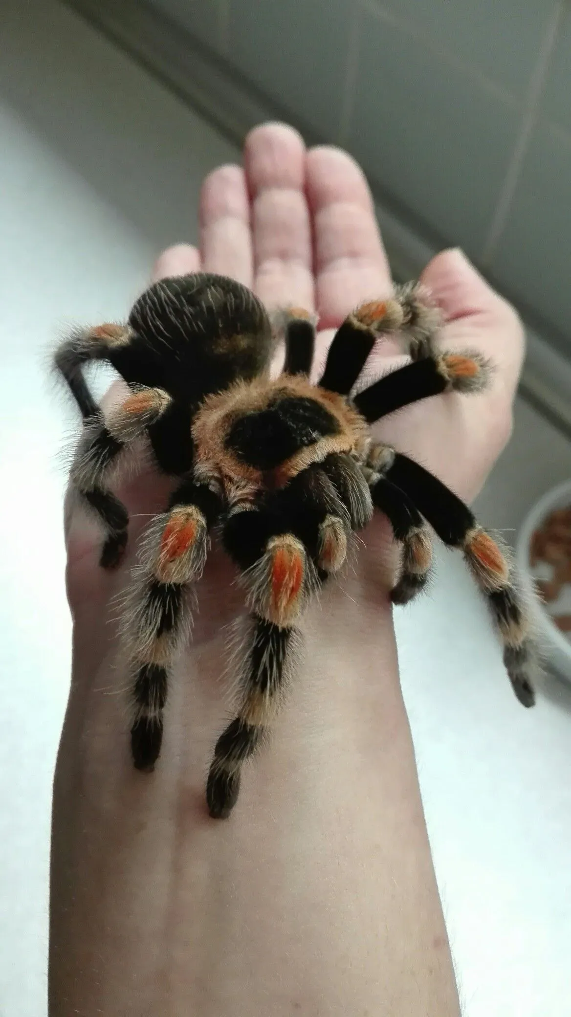 19632 tarantula handling