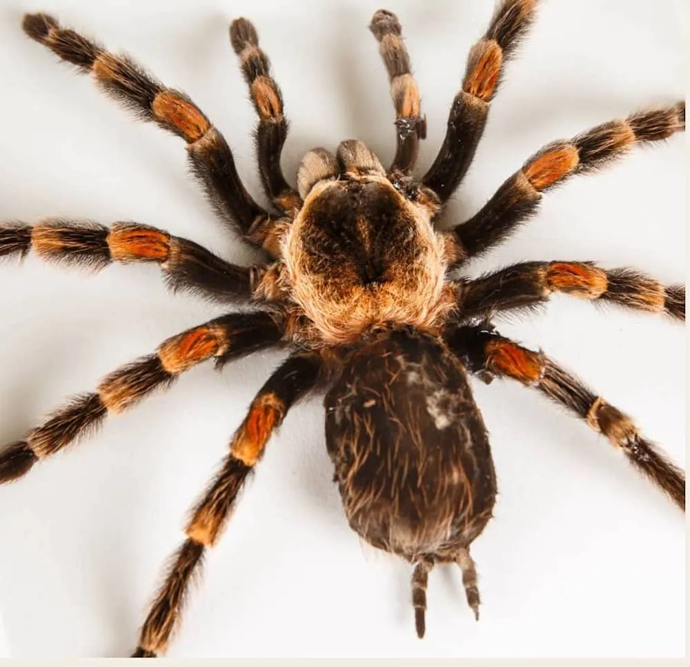 19632 tarantula molting