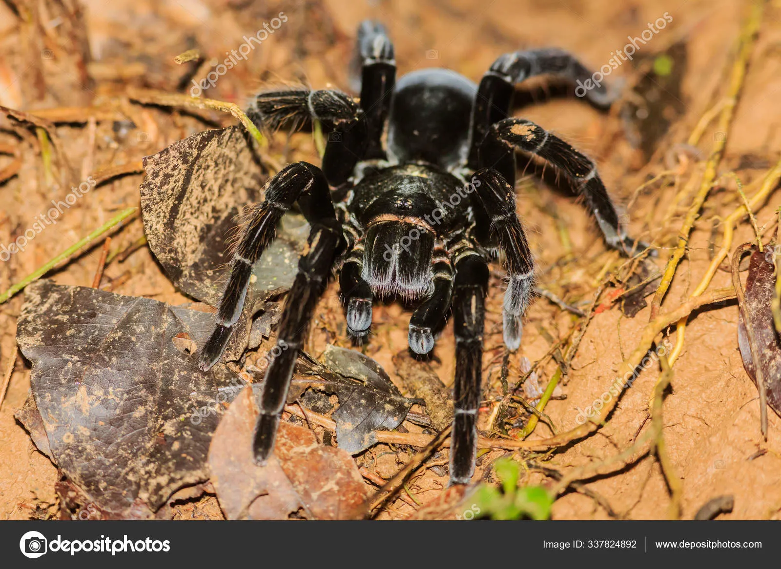 19633 ant species utrecht