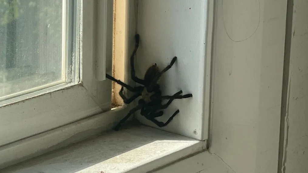 19633 professional pest control