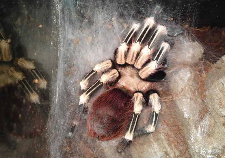 19634 newly molted tarantula