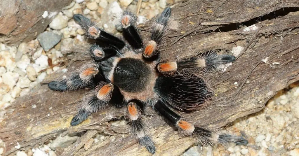19634 tarantula feeding guide