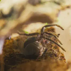 /img/19634-tarantula-molting-problems.webp