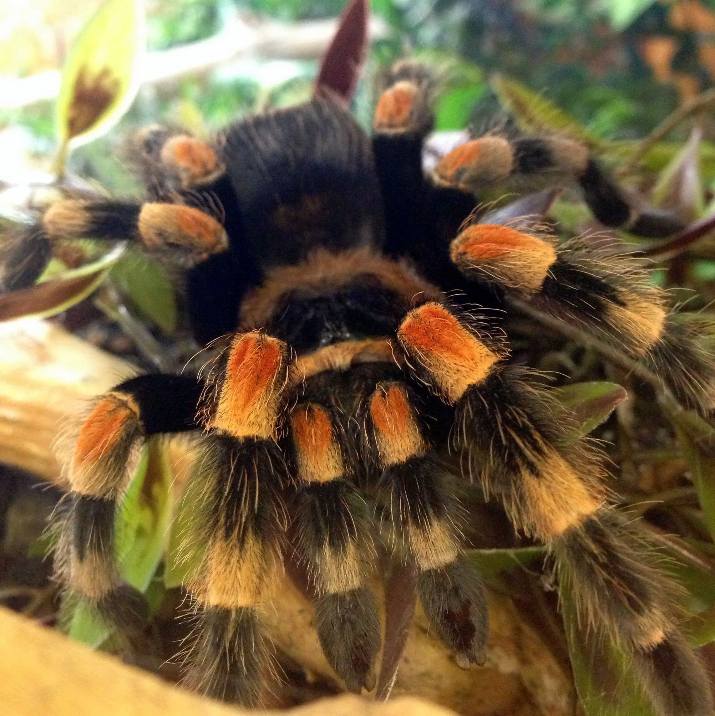 19634 undisturbed tarantula