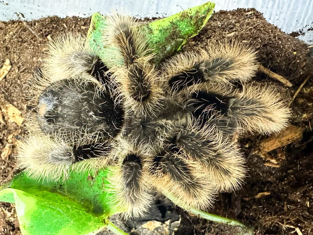 /img/19635-curly-hair-tarantula-molting.webp