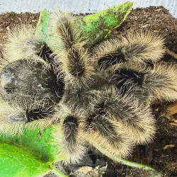 /img/19635-curly-hair-tarantula-molting.webp