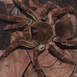 /img/19636-other-spiders-tarantula.webp