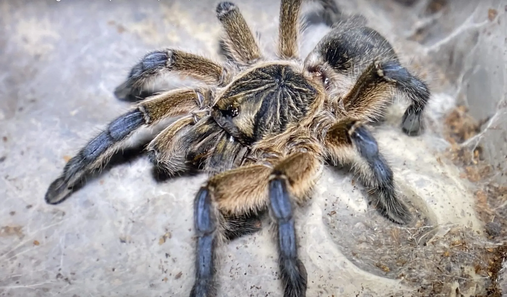 19636 tarantula hawks