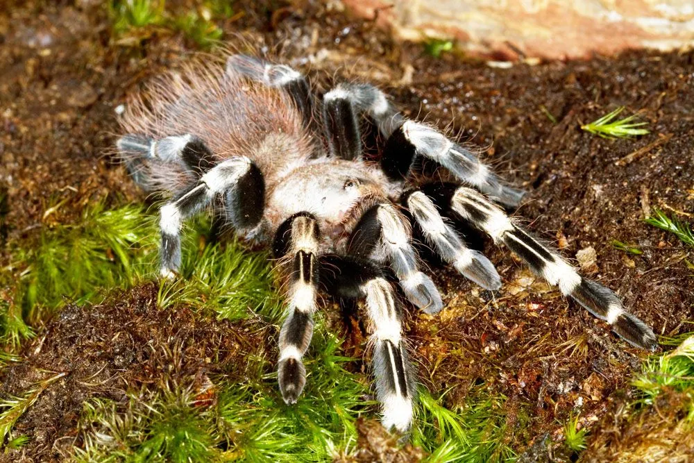 19637 birdeater tarantula feeding