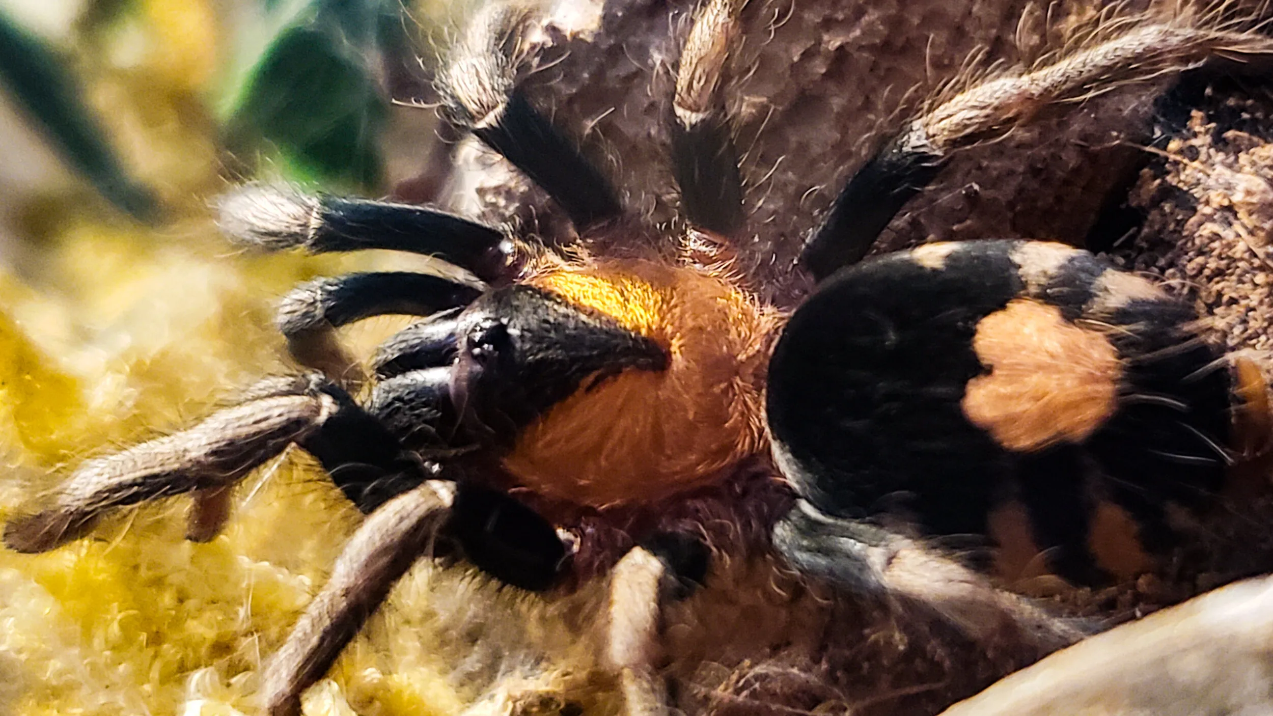 19637 birdeater tarantula handling