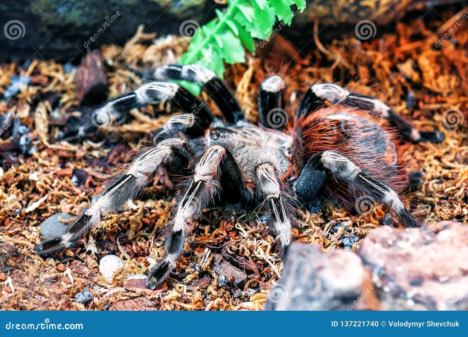 /img/19637-birdeater-tarantula-image2.webp