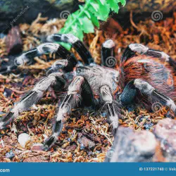 /img/19637-birdeater-tarantula-image2.webp