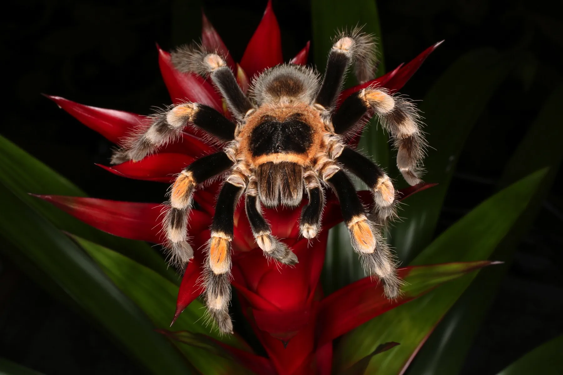 19638 red knee tarantula overview
