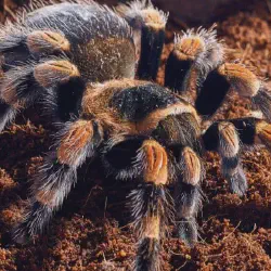 /img/19638-red-knee-tarantula-pet-store.webp
