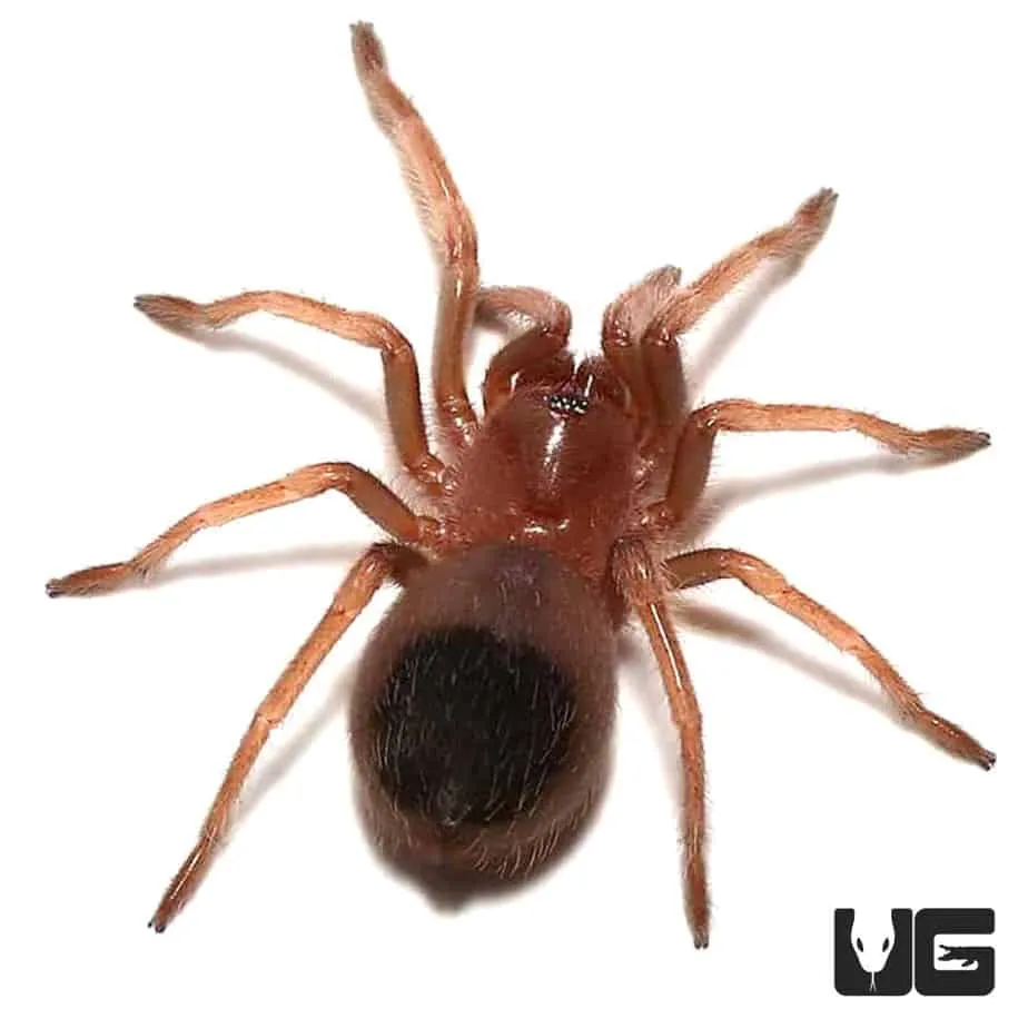 19638 red knee tarantula size