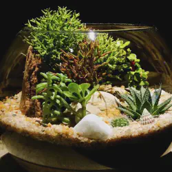 /img/19639-tarantula-enclosure-decor.webp