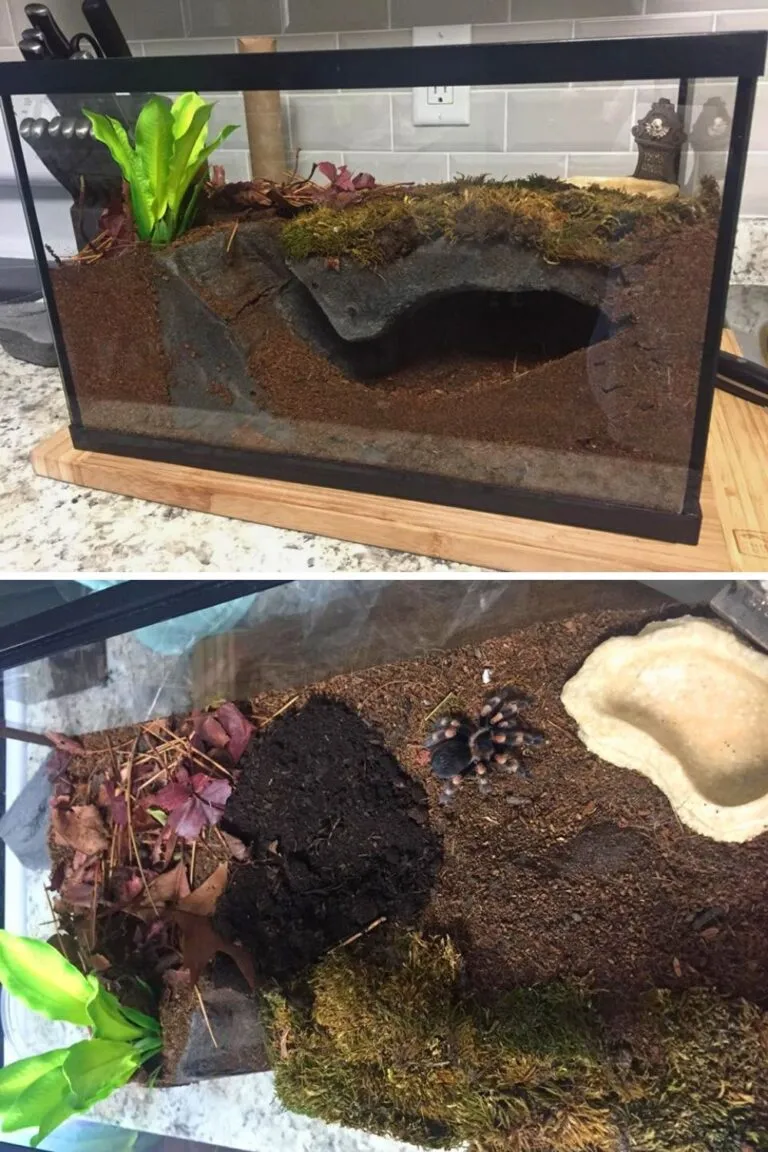19639 tarantula enclosure humidity
