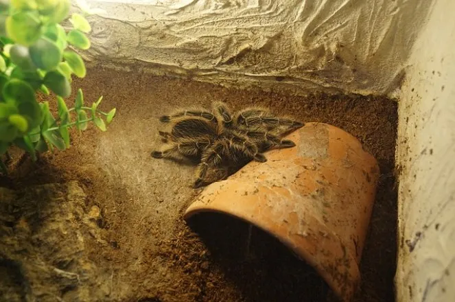 19639 tarantula enclosure overview