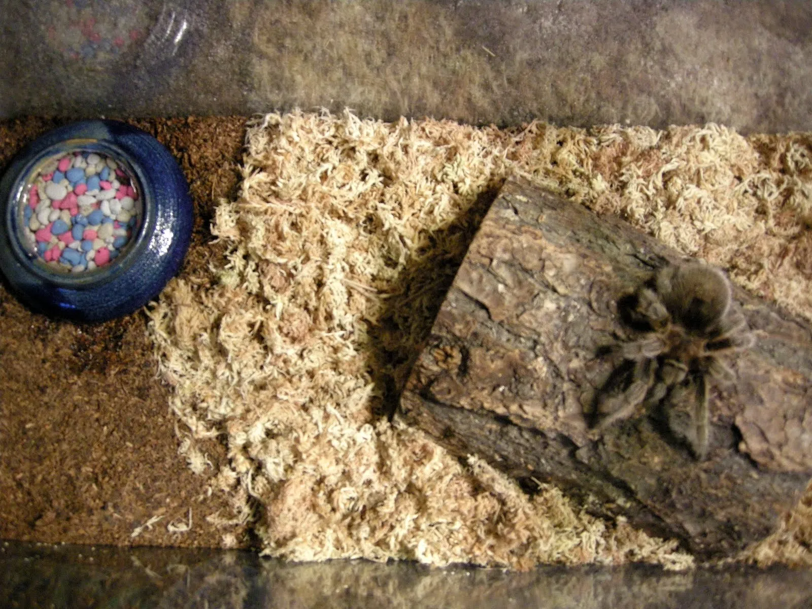 19640 tarantula habitat