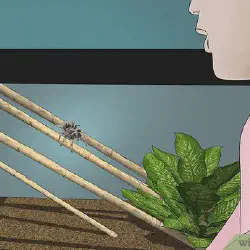 /img/19640-tarantula-health.webp