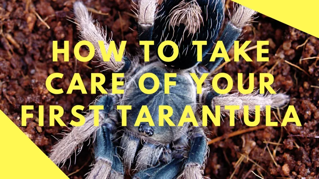 19640 tarantula water