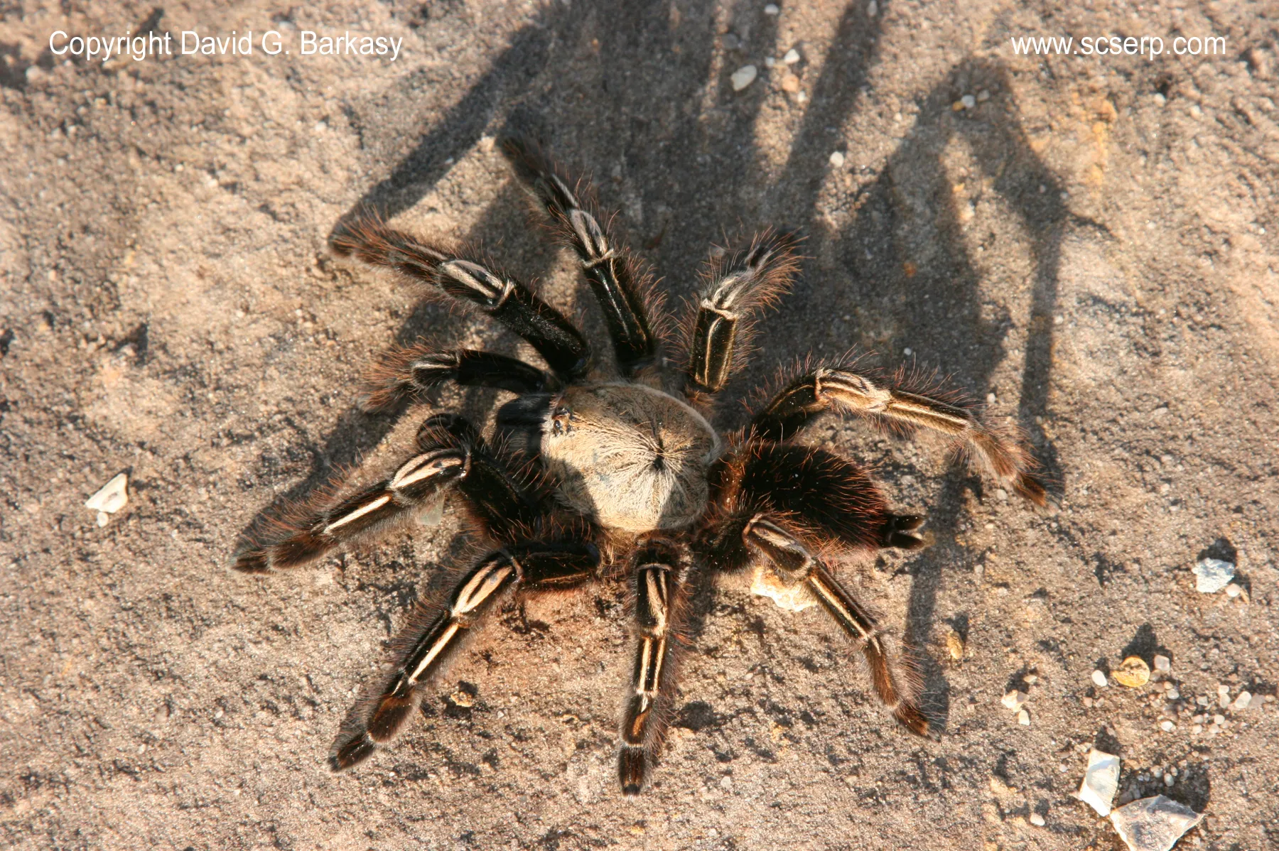 /img/19643-skeleton-leg-recovery.webp