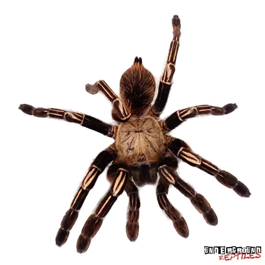 19643 tarantula venom analysis