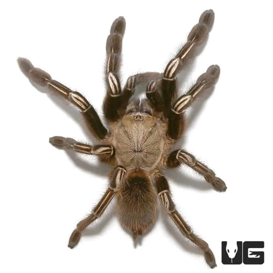 19643 tarantula venom inflammation