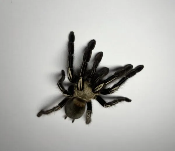 19643 tarantula venom metabolic