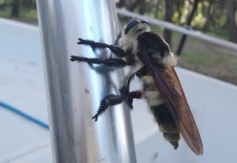 19644 killer bee hive