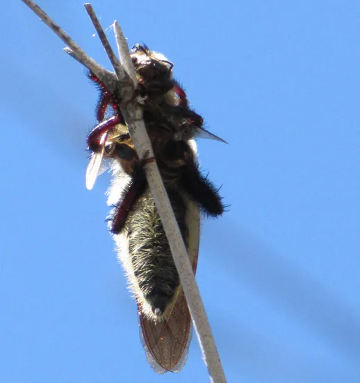 19644 tarantula closeup